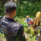 Dua Hari Kedepan, Bunga Bangkai Setinggi 190 cm akan Mekar Sempurna di Agam