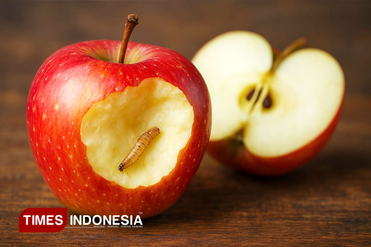 Buah apel yang berulat. (FOTO: Yusuf Arifai/TIMES Indonesia)