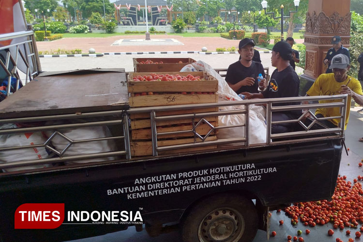 Petani asal Kare meninggalkan sebagian hasil panen tomat yang sudah terbeli di halaman Pendopo Ronggo Djumeno. (Foto: Yupi Apridayani/TIMES Indonesia)