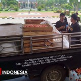 Pantau Harga Tomat, Pemkab Madiun Upayakan Hasil Panen Terserap Pasar