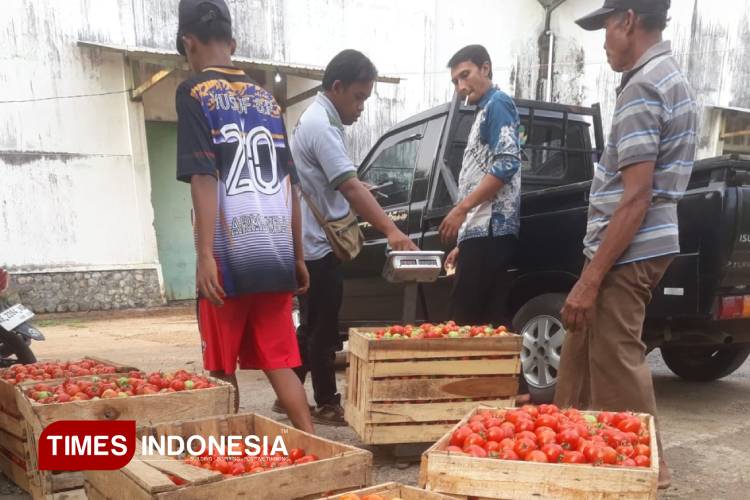 Petani-tomat-di-Madiun-b.jpg