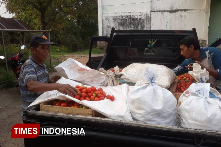 Petani tomat di Madiun merugi karena harga panen terjun bebas. (Foto: Septian Bayuaji/TIMESIndonesia)