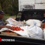 Panen Malah Merugi, Dua Ton Tomat Membusuk di Lahan Petani Madiun