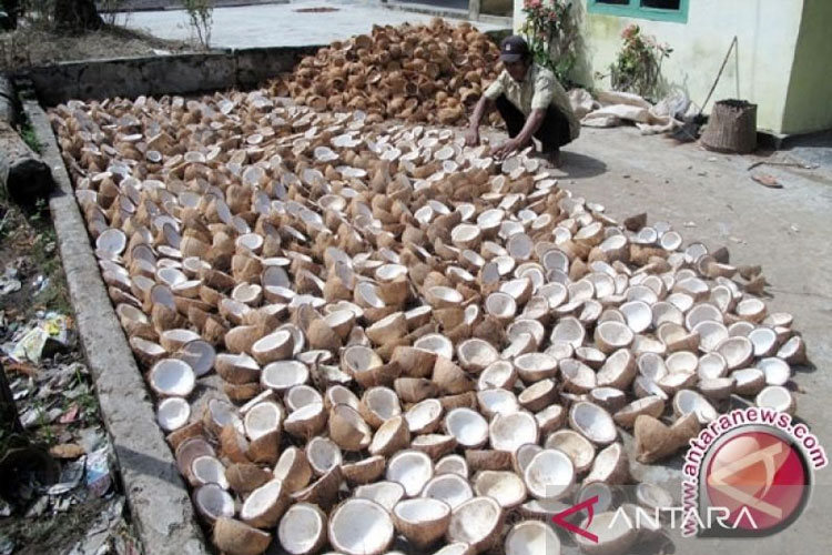 Ilustrasi - Kelapa dalam. (FOTO: Antara)