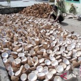 Emas Hijau Kubu Raya, Ambisi Baru Tembus Pasar Kelapa Dunia