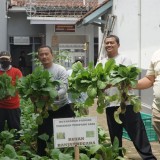 Rutan Banjarnegara Panen Caisim Jumbo di Lahan Sempit, Ini Hasilnya