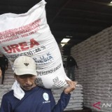 Musim Tanam 2025: Stok Pupuk Subsidi Mencukupi, Petani Didorong Segera Menebus