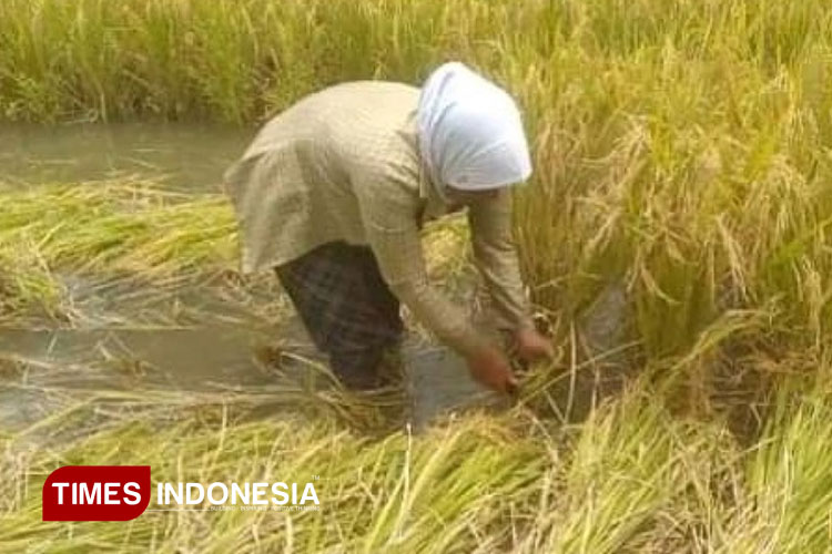 Sektor Pertanian Menjadi Penyumbang Angka Terbesar PDRB Pangandaran