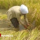 Sektor Pertanian Menjadi Penyumbang Angka Terbesar PDRB Pangandaran