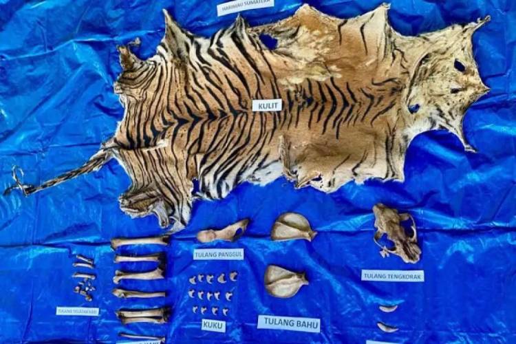 Barang bukti kulit harimau di Polda Aceh di Banda Aceh, Selasa (7/10/2025). (FOTO: ANTARA/HO-Bidhumas Polda Aceh)