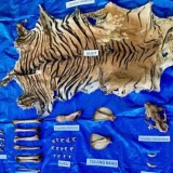 Polisi Aceh Amankan Jaringan Perdagangan Kulit Harimau Sumatera di Nagan Raya
