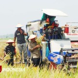 Anggota DPR RI Bambang Haryo Dukung Produktivitas Petani Padi Tiga Kali Panen Setahun