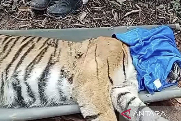 Video Warga Dimangsa Harimau di TNBBS Ternyata Hoaks