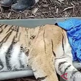 Video Warga Dimangsa Harimau di TNBBS Ternyata Hoaks
