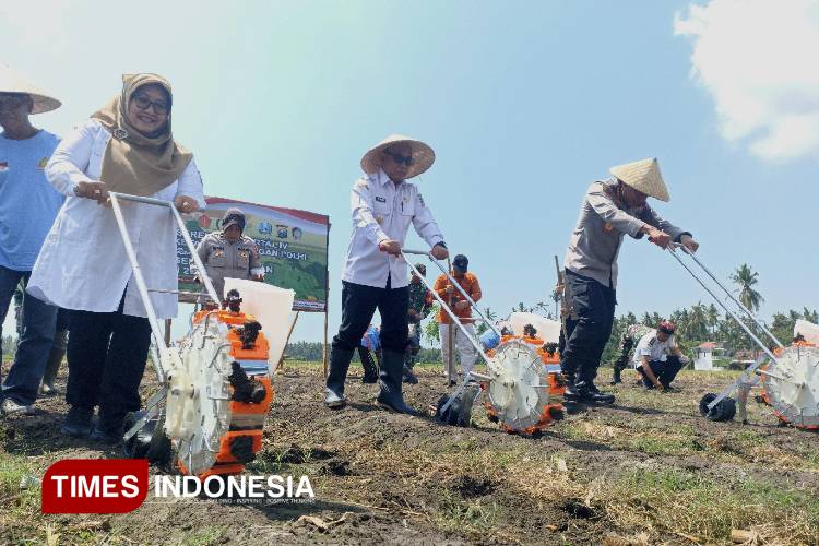 Surplus 147 Ribu Ton, Banyuwangi Targetkan Produksi Jagung Terus Tumbuh