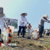 Surplus 147 Ribu Ton, Banyuwangi Targetkan Produksi Jagung Terus Tumbuh