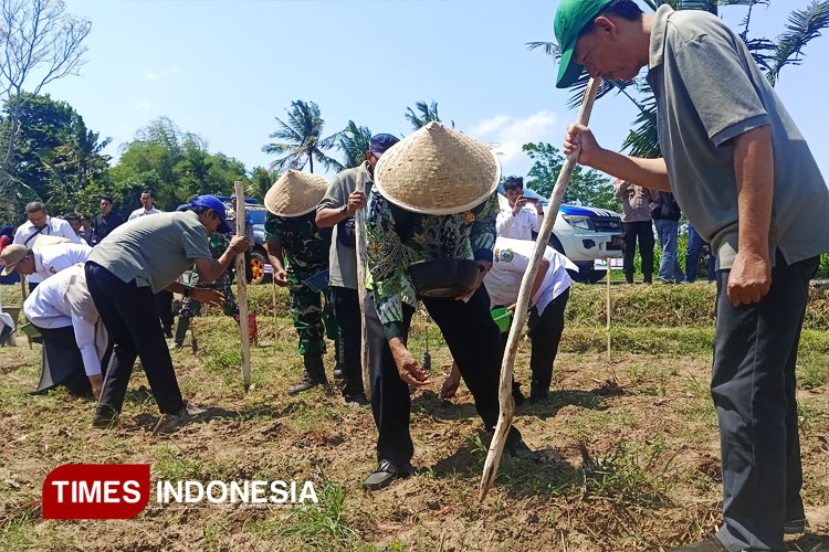 Polres Bondowoso Tanam Jagung Kuartal IV, Hasilkan Panen 12 Ton Per Hektar