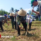 Polres Bondowoso Tanam Jagung Kuartal IV, Hasilkan Panen 12 Ton Per Hektar