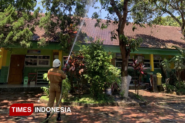 Damkar Bondowoso Semprot Pestisida, Tangani Serangan Ulat Bulu