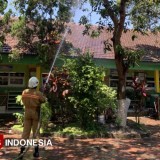 Serangan Ulat Bulu, Damkar Bondowoso Semprotkan Pestisida
