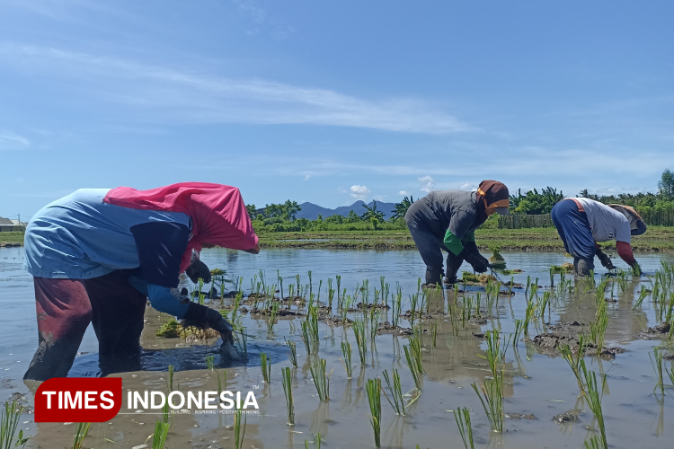 Pemkab Banyuwangi Siapkan Benih dan 130 Ton Pupuk Organik untuk Petani