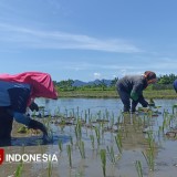 Jelang Musim Tanam, Dispertan Banyuwangi Siapkan Benih dan 130 Ton Pupuk Organik