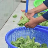 Inovasi Pemuda Lumajang: Sulap Limbah Makanan Jadi Eco Enzyme Bernilai Ekonomi