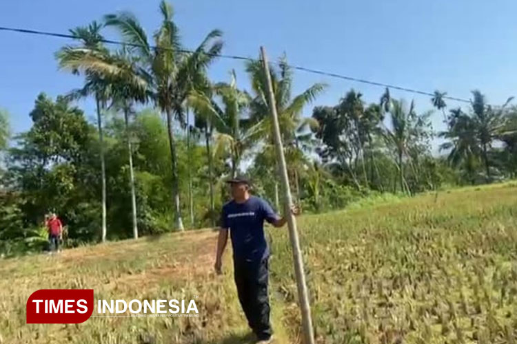Warga Selolembu Bondowoso Resah, Kabel Listrik Digantung di Bambu Sejak 2015