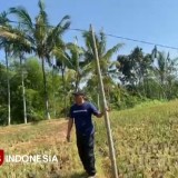 Warga Selolembu Bondowoso Keluhkan Kabel Listrik Gantung di Pohon dan Bambu