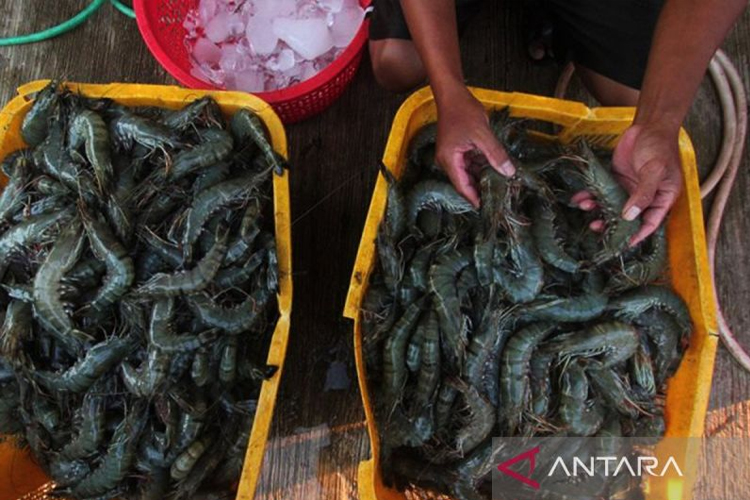Meski Diperketat, Indonesia Masih Bisa Ekspor Udang ke AS