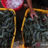 Meski Diperketat, Indonesia Masih Bisa Ekspor Udang ke AS