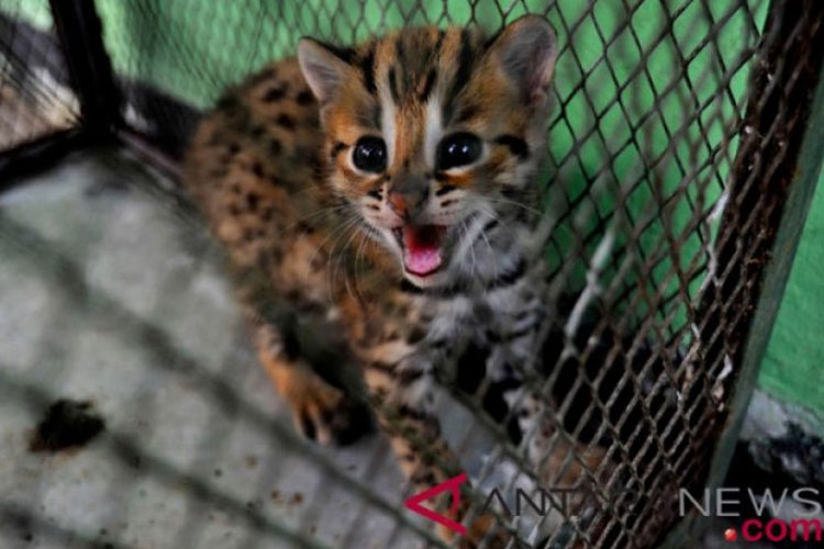 Polisi Buru Pelaku Penjualan Satwa Langka Kucing Kuwuk