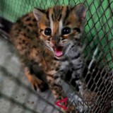 Polisi Buru Pemasok Satwa Langka Kucing Kuwuk
