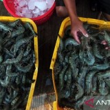 KKP Pastikan Ekspor Udang ke AS Tetap Berjalan, Meski Ada Pengetatan Aturan Impor