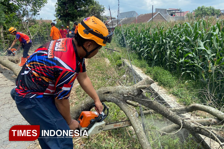 Angin Kencang Tumbangkan Pohon di Bondowoso, Akses Jalan Terganggu