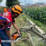 Angin Kencang Tumbangkan Pohon di Bondowoso, Akses Jalan Terganggu
