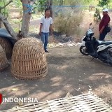 Polsek Meganti Gresik Grebek Arena Judi Sabung Ayam di Tengah Sawah