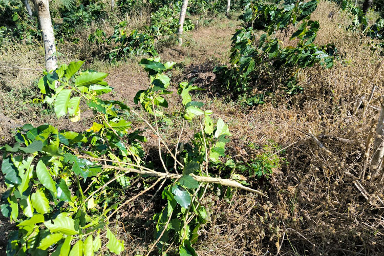 Ribuan Pohon Kopi PTPN I Seluas 4,6 Hektar di Ijen Bondowoso Dirusak OTK