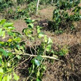 Ribuan Pohon Kopi PTPN I Seluas 4,6 Hektar di Ijen Bondowoso Dirusak OTK