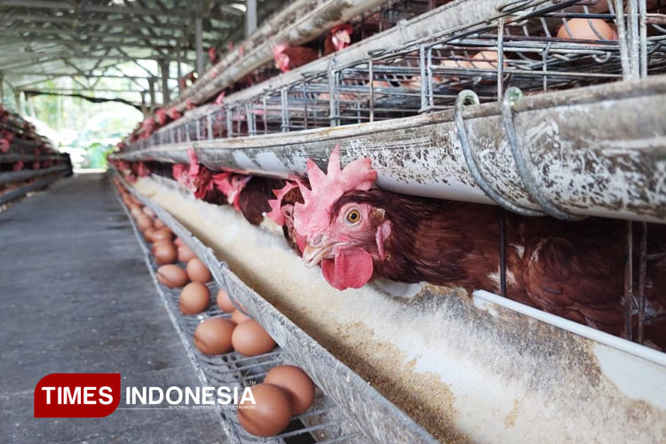 Peternakan ayam petelur di Banyuwangi. (FOTO: Ikromil Aufa/TIMES Indonesia)