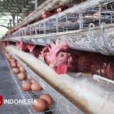 Cuaca Panas Berkepanjangan, Begini Dampaknya bagi Hewan Ternak