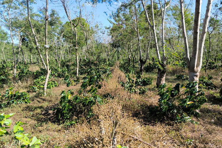Ribuan pohon kopi di lahan seluas 4,6 hektar milik PTPN I Regional V Kecamatan Ijen Bondowoso ditebang orang tak dikenal. Pihak PTPN sudah lapor polisi (FOTO: Dokumen pribadi)
