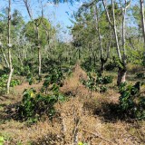 PTPN Sebut Alami Kerugian Rp400 Juta Akibat Perusakan Kebun Kopi di Ijen Bondowoso
