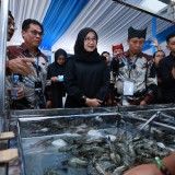 Bahas Ekspor, Ratusan Pengusaha Udang se-Indonesia Kumpul di Banyuwangi