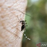 Sekitar 60 Persen Nyamuk di Srengseng Sudah Ber-Wolbachia, Kasus DBD Turun Signifikan