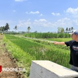 Wonokoyo Bakal Jadi Sentra Wisata Petik Durian Kota Malang