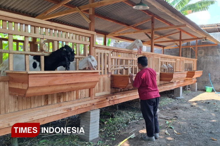 Peninjauan Ketahanan Pangan Bumdes Sukomulyo di bidang peternakan (Foto: Abdul Jalil/TIMES Indonesia)Laporan pertanggung jawaban desa oleh Kades Sukomulyo, Kecamatan Pajarakan, Probolinggo (Foto: Abdul Jalil/TIMES Indonesia)
