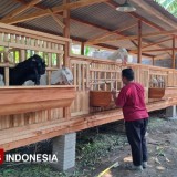 Visi Holistik Sukomulyo Probolinggo: Dari Irigasi, BUMDes, Hingga Tim Siaga