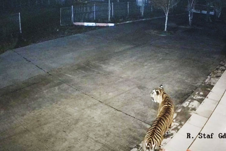 Harimau Sumatera Masuk Area BRIN Agam, Ini Alasannya