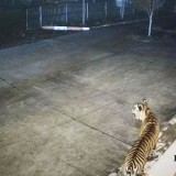 Harimau Sumatera Masuk Area BRIN Agam, Ini Alasannya